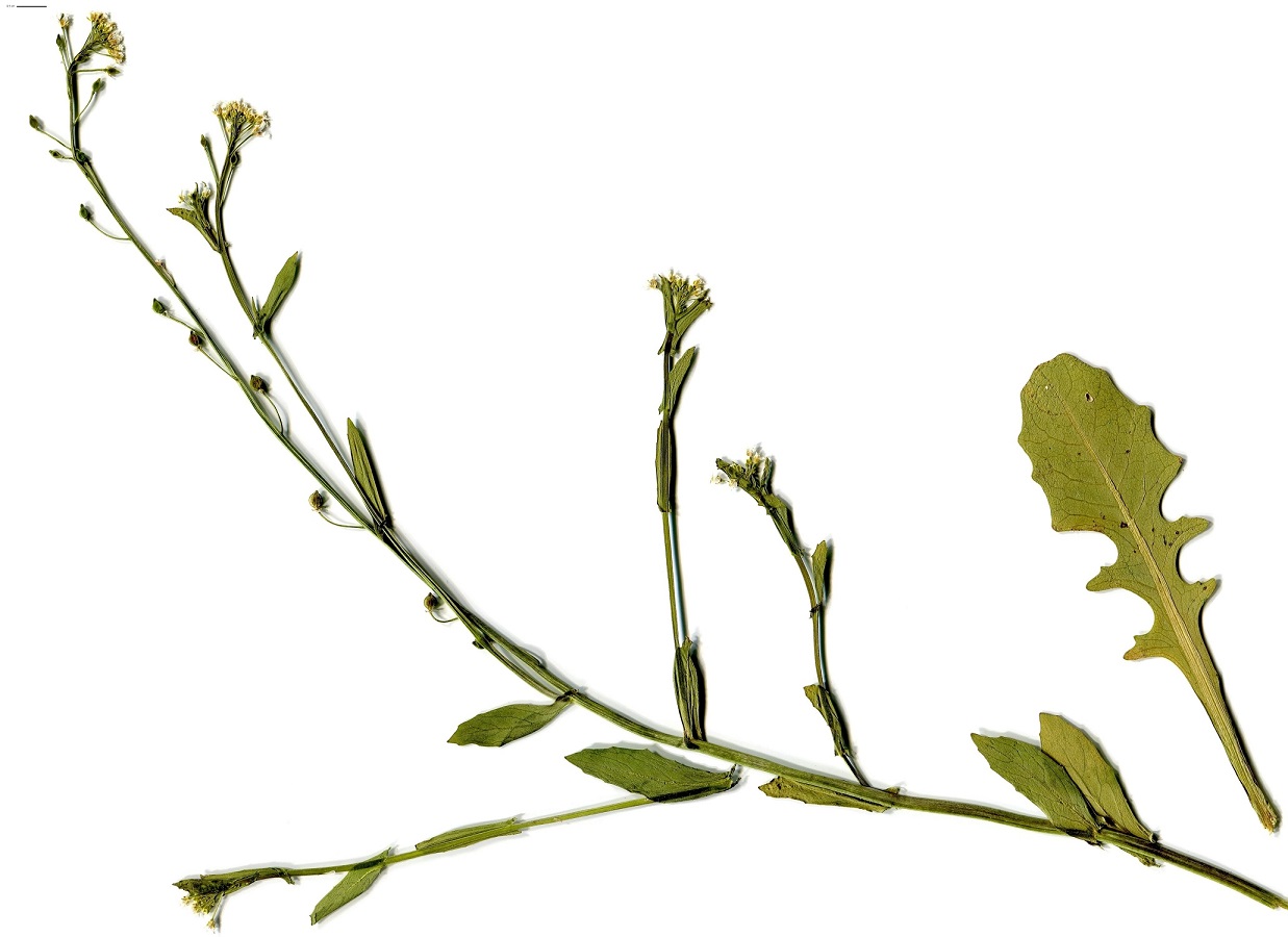 Calepina irregularis (Brassicaceae)
